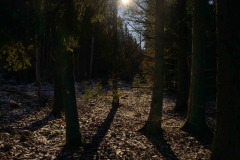 Mikael-Orbratt-2